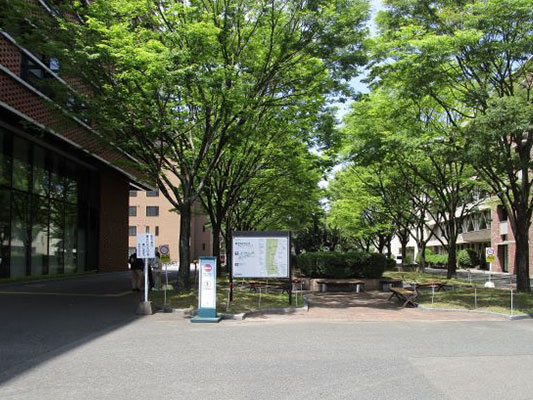 ケヤキ
