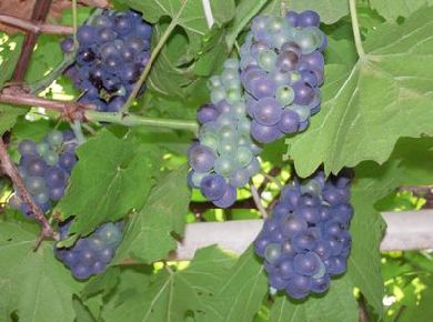 ブドウ